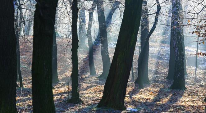 Krasnystaw: konflikt urzędników z mieszkańcami o wycinkę drzew