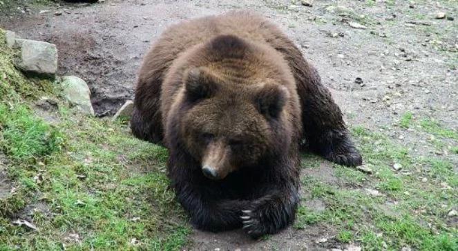 Bieszczady: trwają poszukiwania niedźwiedzia. Może być niebezpieczny