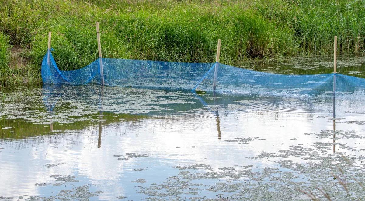 Śnięte ryby w Odrze "zasługą" złotej algi.  "15 mln komórek w litrze"
