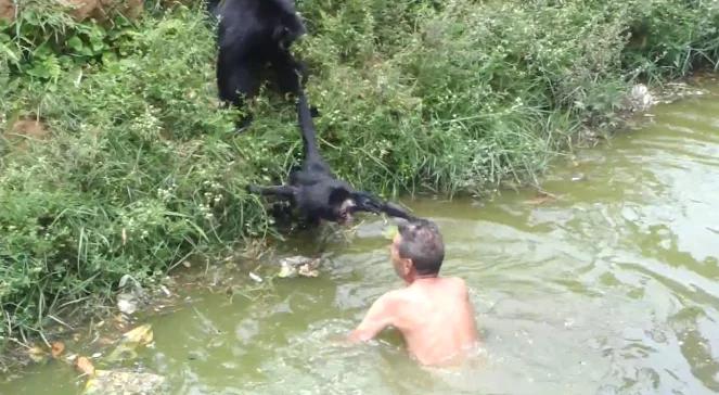 Pijany wszedł do zagrody małp w zoo. Blisko tragedii [film]