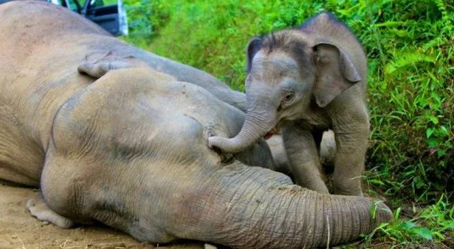 Plantatorzy palmy olejowej na Borneo mordują słonie?