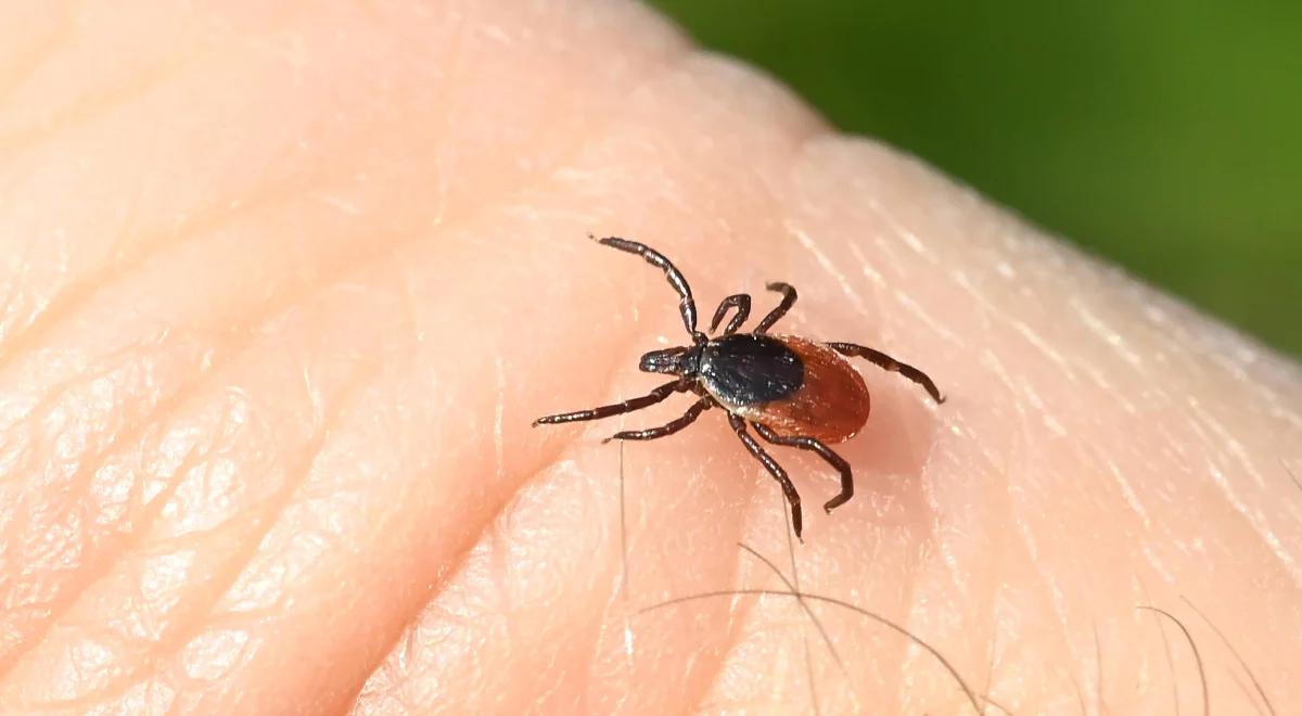 Epidemiolodzy ostrzegają. Kleszcze już się wybudziły