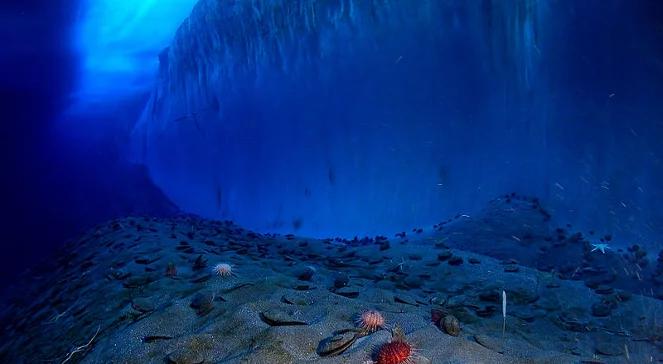 Apel o ochronę Oceanu Antarktycznego. Powstanie największy na świecie rezerwat?