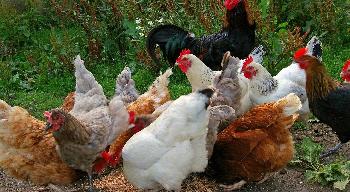 Ptasia grypa wróciła po tygodniu do Polski. Nowe ognisko k. Krakowa