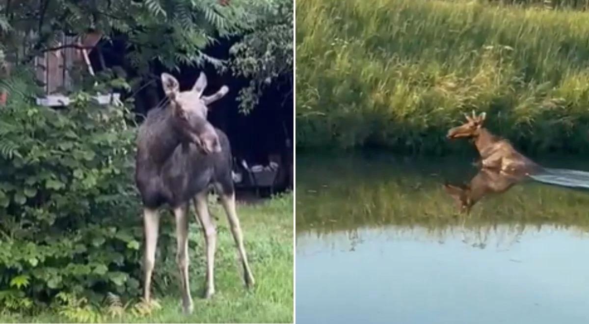 Łoś Emil jak celebryta. Wideo z jego wędrówki hitem sieci