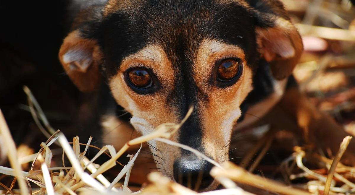 Adopcja zwierzaka ze schroniska – jak się na nią przygotować?