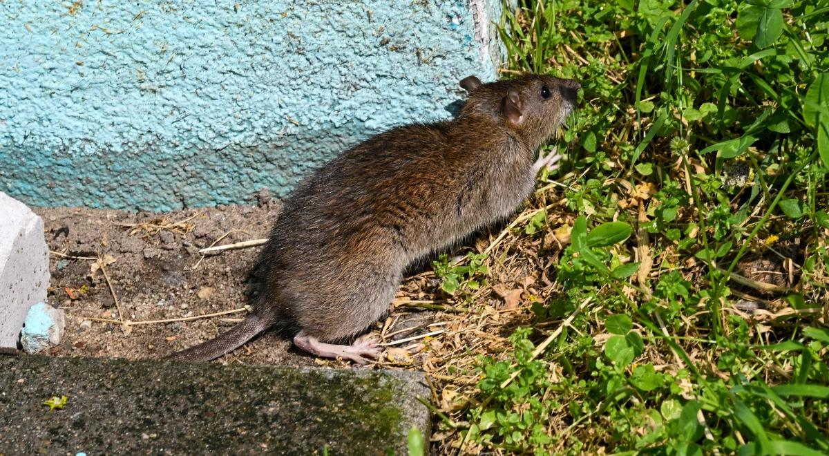 Plaga szczurów w Amsterdamie, Berlinie i Paryżu. Eksperci biją na alarm