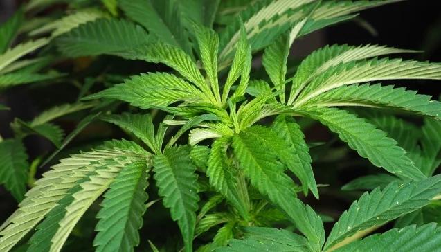 Marihuana legalna? Centrala Antynarkotykowa jest za 