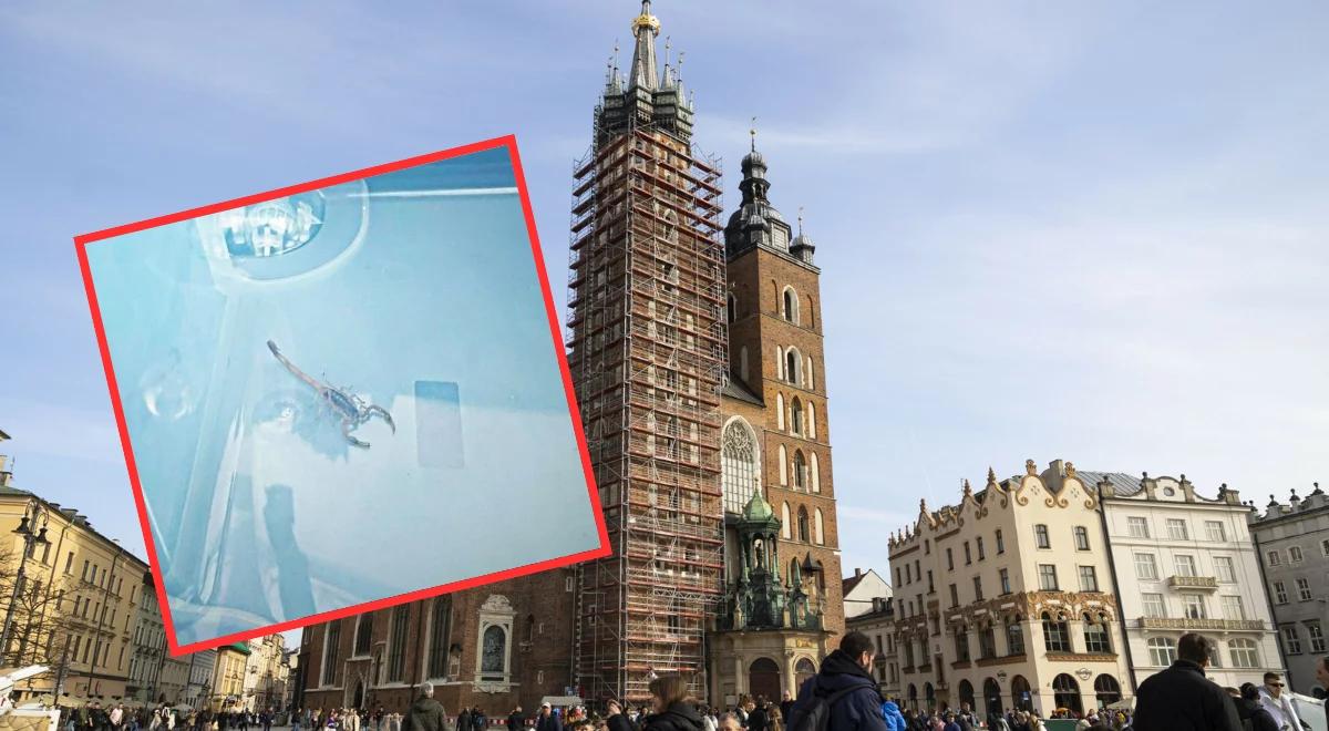 "Egzotyczny turysta" w Krakowie. Wspinał się po kościele Mariackim