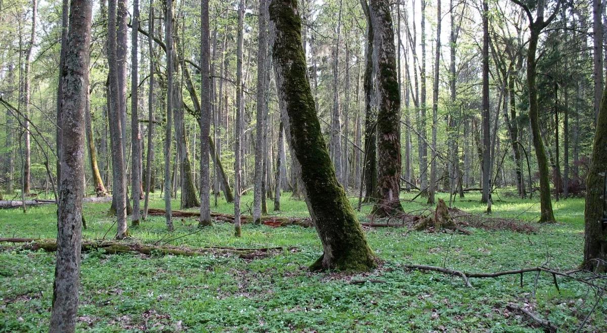 KE oczekuje, że Polska ws. Białowieży podporządkuje się unijnemu Trybunałowi Sprawiedliwości