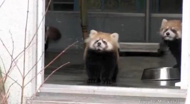 Co opiekun zrobił małej pandzie? Śmieszne wideo