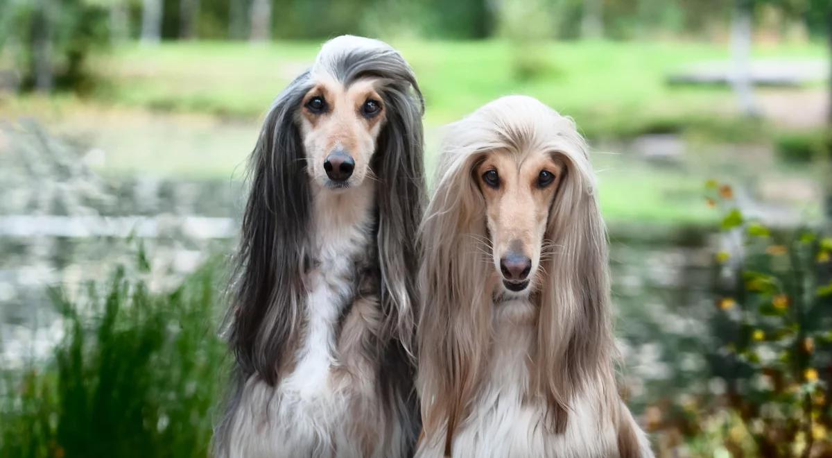 Euro Dog Show 2018. Jak wygląda najpiękniejszy pies w Europie? 