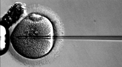 "Módlmy się za uchwały ws. in vitro"