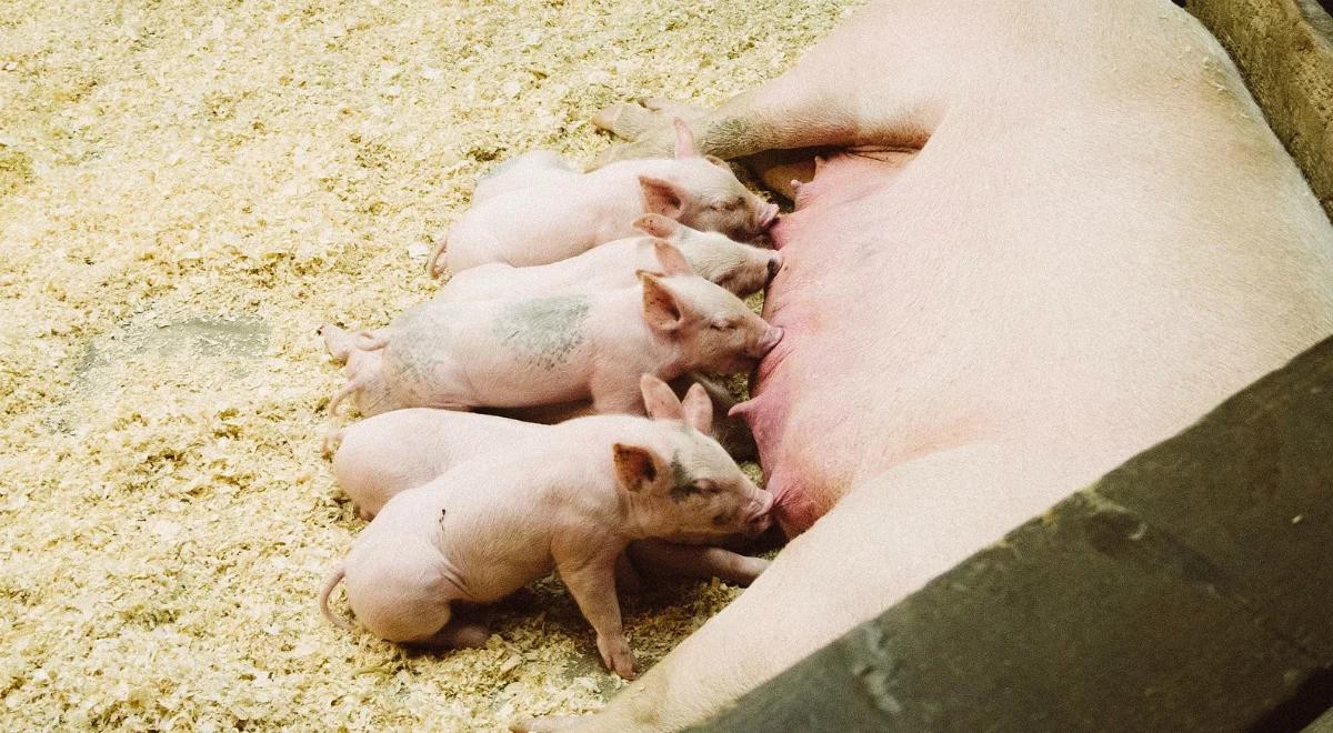 Będzie więcej pieniędzy na łagodzenie skutków Afrykańskiego Pomoru Świń