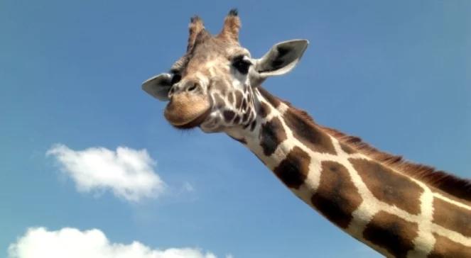 Po tragedii do łódzkiego zoo trafią nowe żyrafy