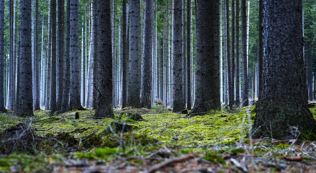 Zanurz się w leśnej kąpieli! Dla zdrowia to same korzyści