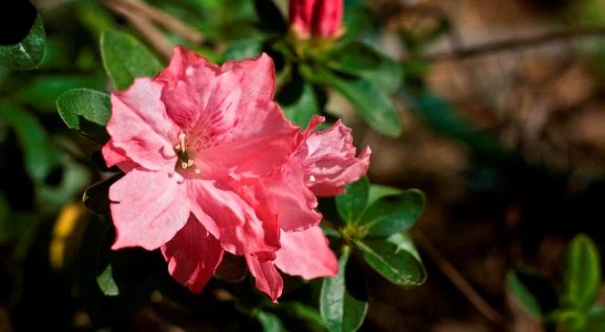 Kwitnący weekend w Ogrodzie Botanicznym UW