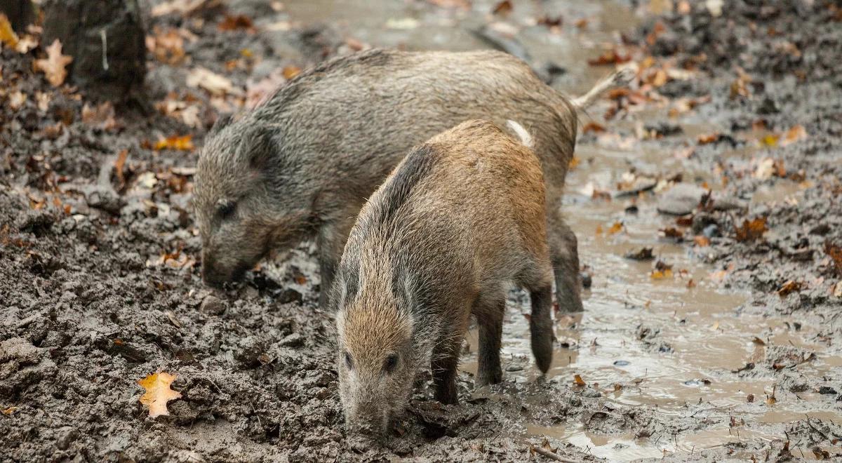 ASF: wirus rozprzestrzenia się. Duży kłopot dla hodowców