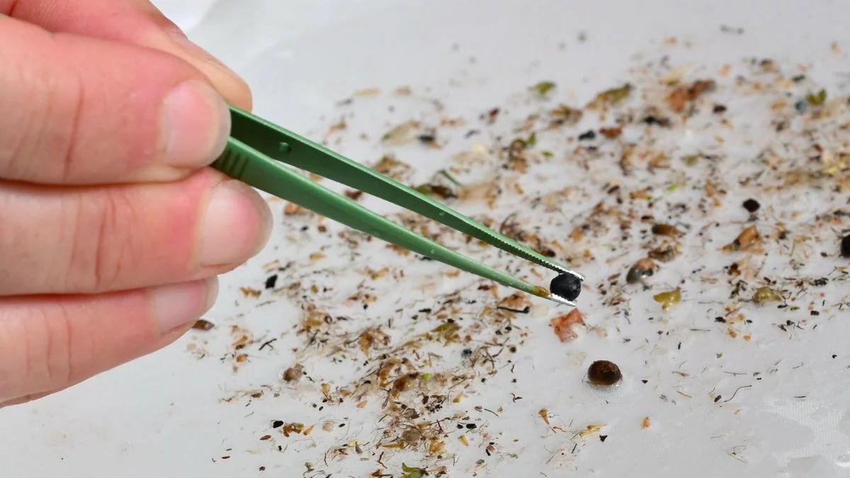 Mikroplastik zwiększa ryzyko raka i depresji. Naukowcy alarmują