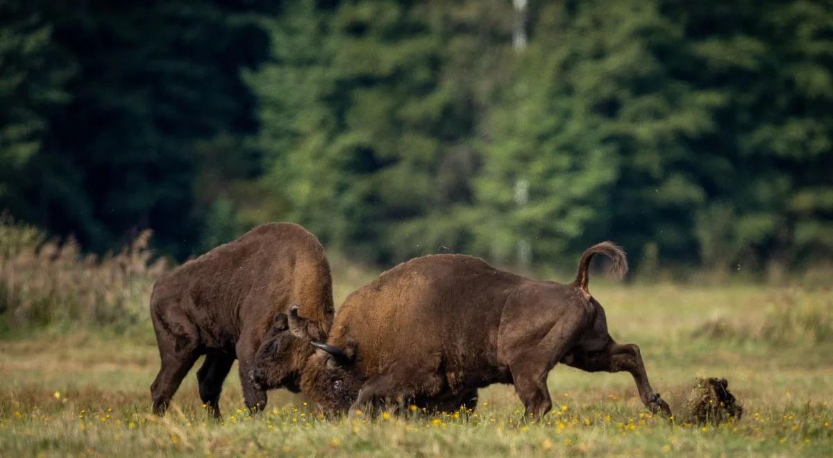 Puszcza Białowieska. "Od strony przyrodniczej nie mamy nic cenniejszego"