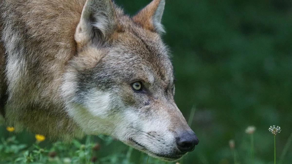Uwaga na ataki wilków. Komunikat Regionalnej Dyrekcji Ochrony Środowiska