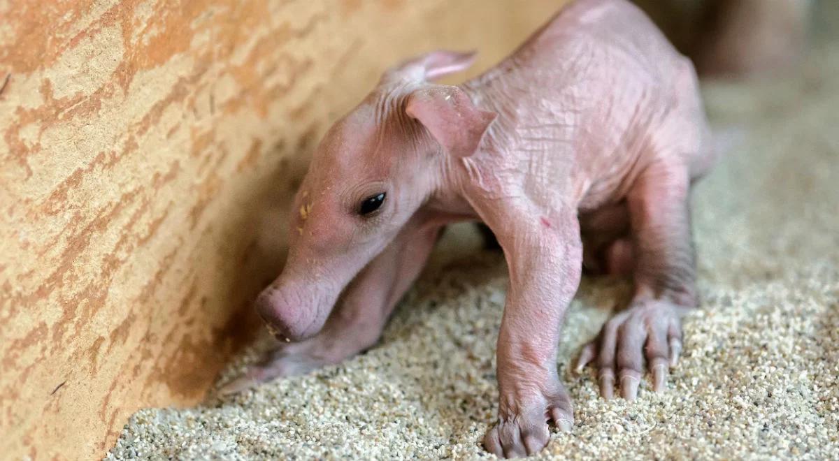 Pracownicy praskiego zoo poinformowali o narodzinach mrównika afrykańskiego