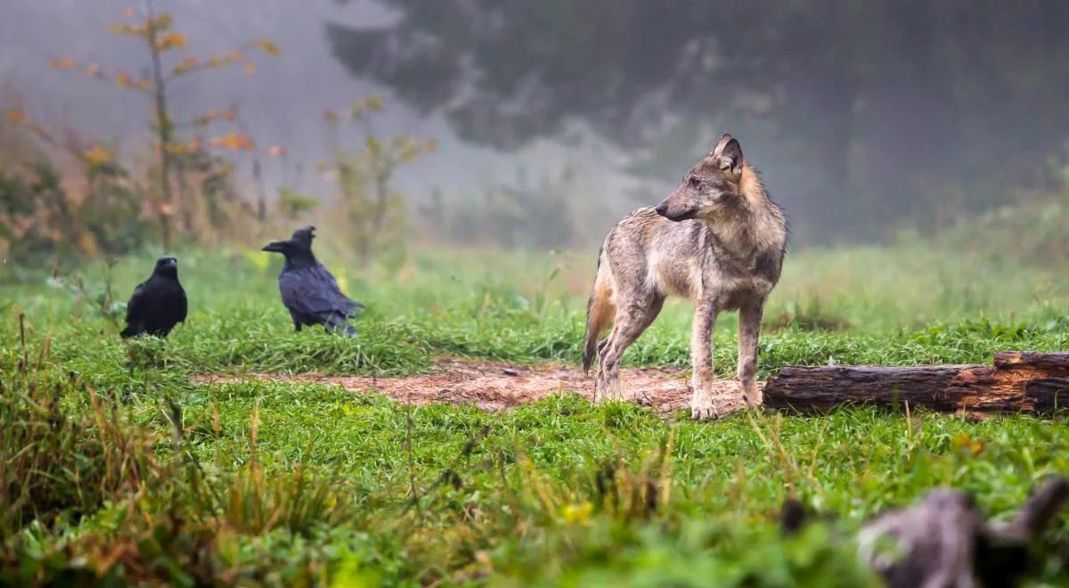 Dr Piotr Chmielewski: wilk nie stanowi zagrożenia dla człowieka