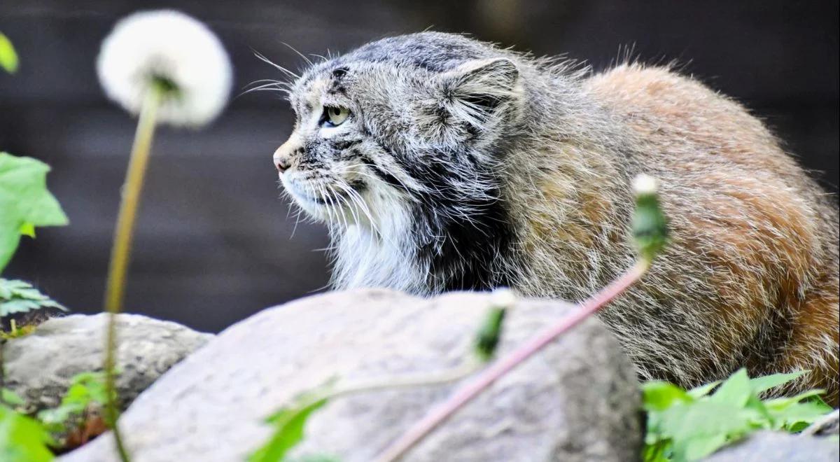 Wielkie zwycięstwo nad Rosją. Manul Mania idzie jak burza, tytuł coraz bliżej