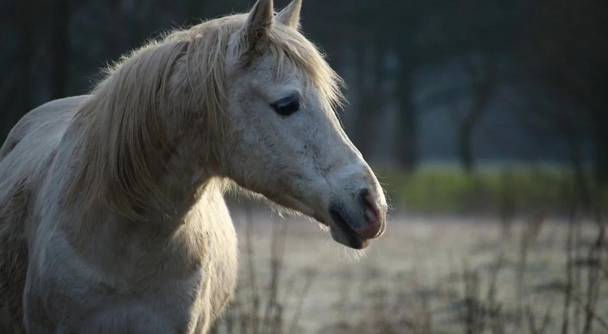 Służby przygotowują się do targów koni w Skaryszewie