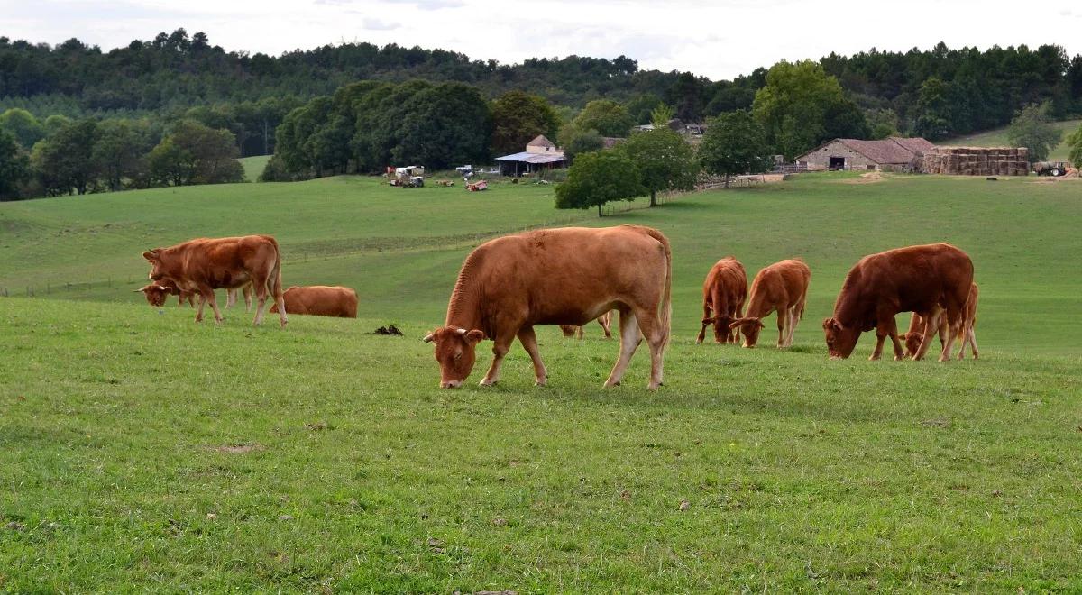 Rolnictwo emituje blisko 10 proc. gazów cieplarnianych do atmosfery. Jak zmniejszyć tę ilość?