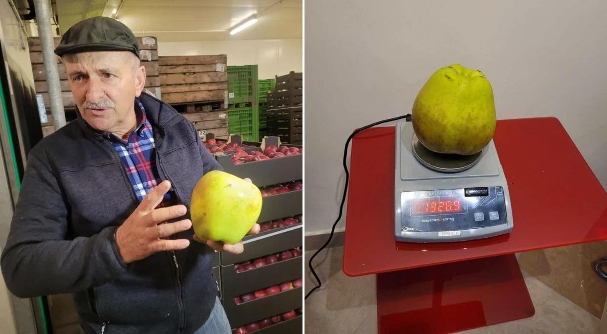 Gigantyczne jabłko z polskiego sadu. Nowy rekord?