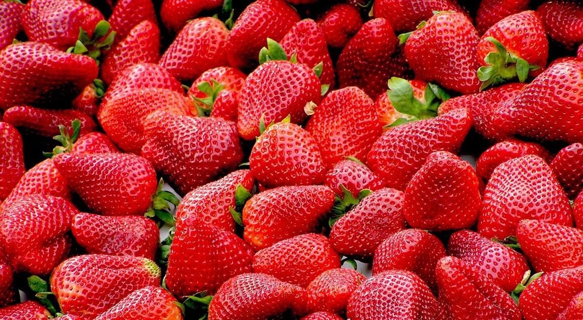 Plantatorzy truskawek we Francji splajtowaliby bez Polaków