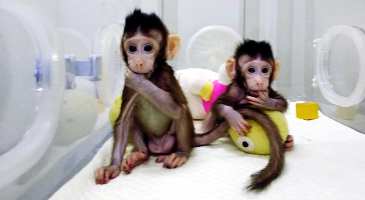 W Chinach sklonowano małpy. Watykan protestuje. "Następnym krokiem będzie człowiek"