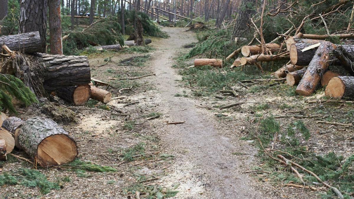 Co dalej z drzewami powalonym przez nawałnicę? Lasy są przygotowane