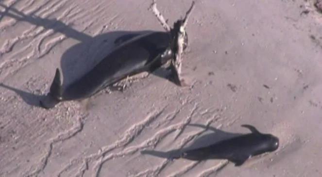 USA: ocean wyrzucił na brzeg stado wielorybów