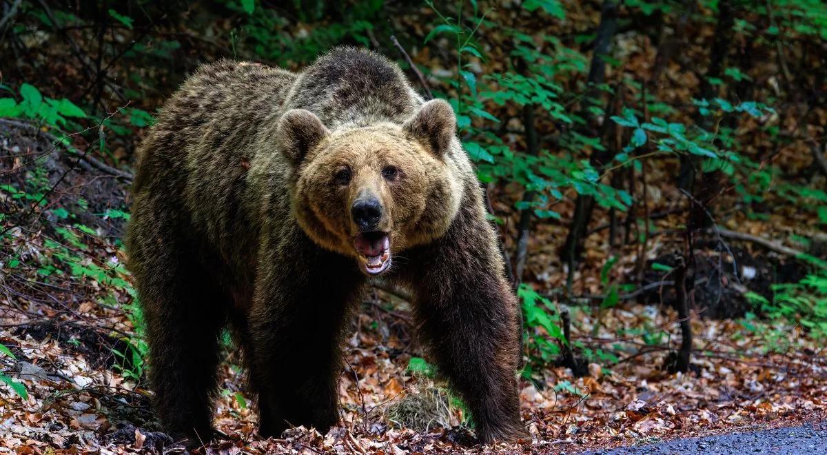 Makabryczne sceny w zoo. Bezbronne zwierzęta nie miały szans z niedźwiedziem