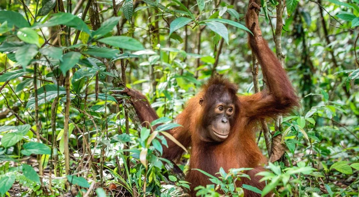 Niezwykłe zachowanie. Ranny orangutan sam przygotował sobie lekarstwo