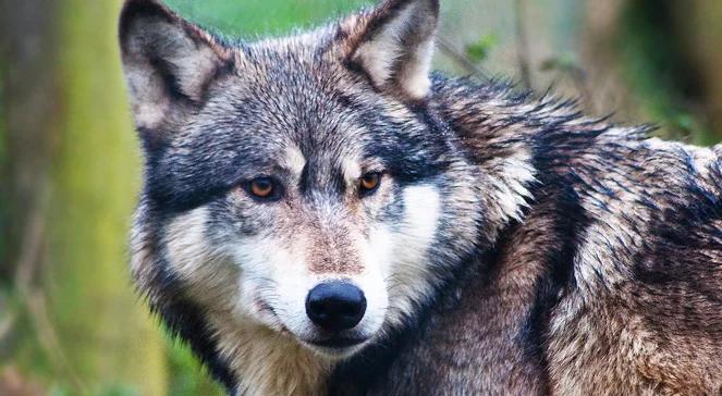 Rosja: trzylatek pogryziony przez wilka w ogrodzie zoologicznym