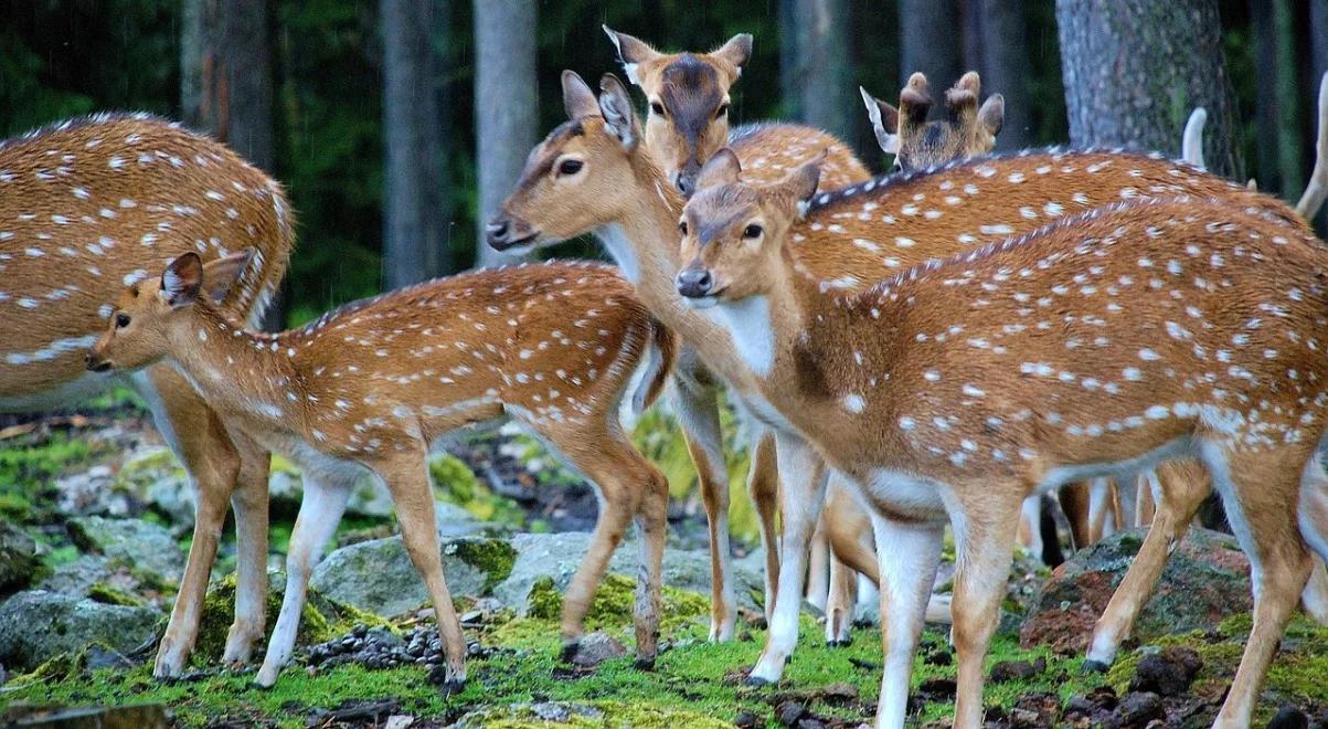 Hodowla jeleniowatych w Polsce zagrożona? Producenci rolni liczą na zmianę interpretacji przepisów