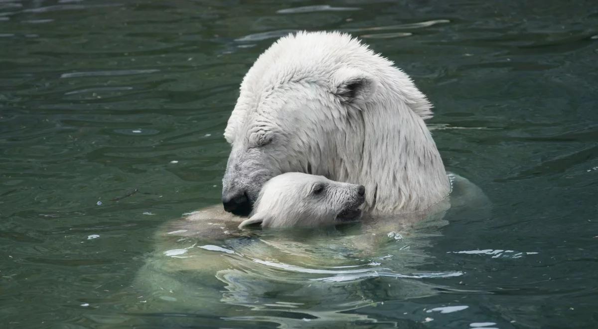 Niemieckie zoo bez pieniędzy przez koronawirusa. Zwierzęta mogą zostać zabite