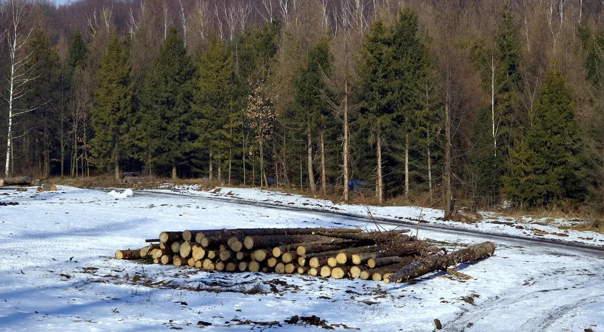 Wycinka drzew: na najbliższym posiedzeniu nowelizacja ustawy o ochronie przyrody