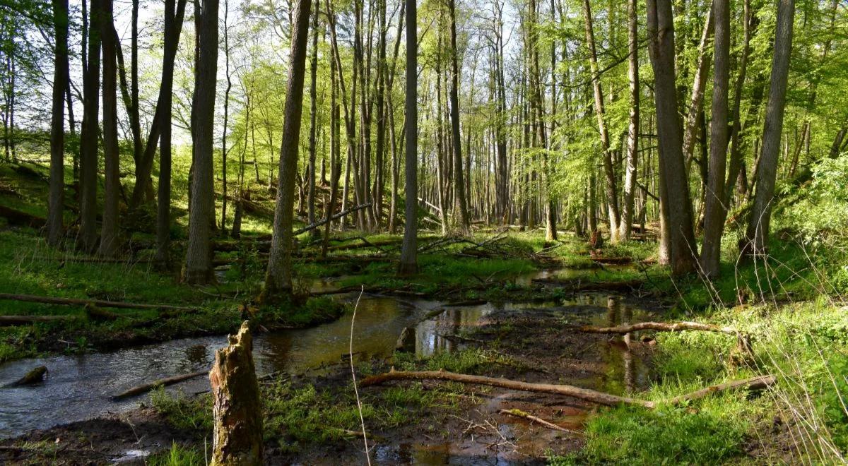 Dobrze dbać o przyrodę. Powstała Mapa Inicjatyw Leśnych 