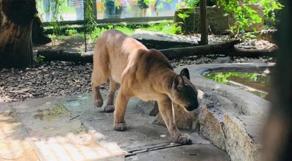 Śląsk: poszukiwana puma trafiła do ogrodu zoologicznego w Chorzowie