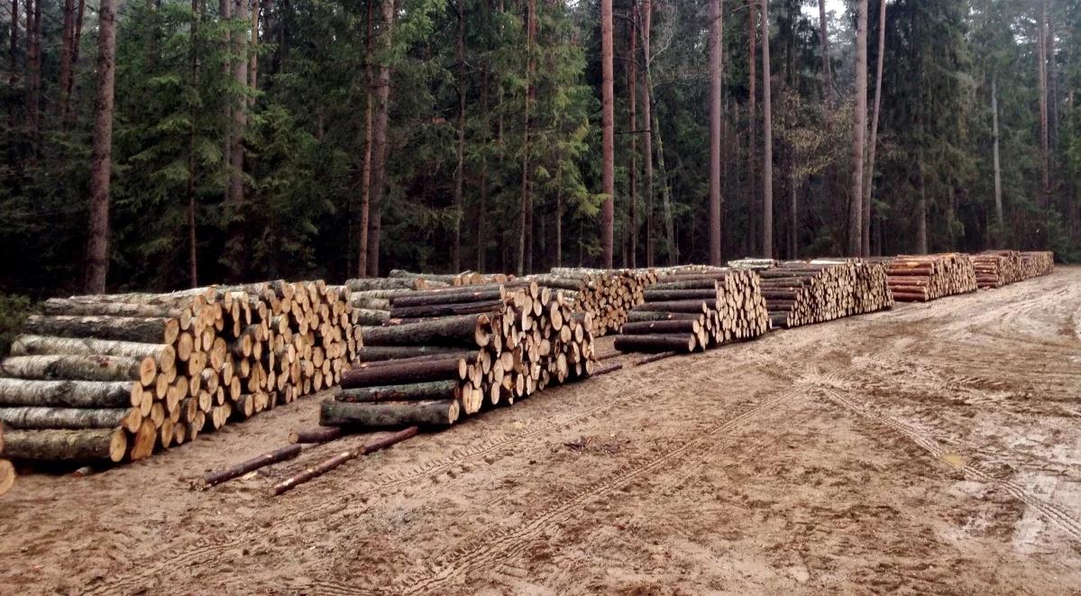 Będzie wycinka Puszczy Białowieskiej? Znamy termin decyzji w tej sprawie