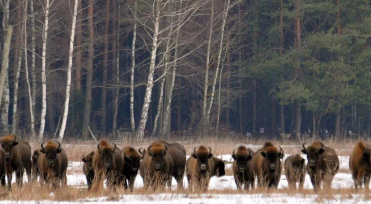 Puszcza Białowieska. Resort klimatu wyjaśnia: jej cały obszar nie będzie parkiem narodowym 