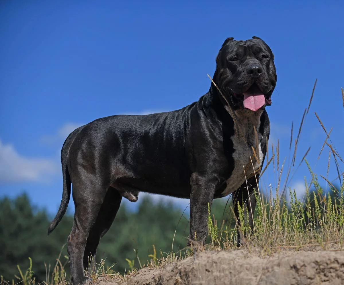 Kobieta zagryziona przez psy. Kolejna ofiara American Bully XL