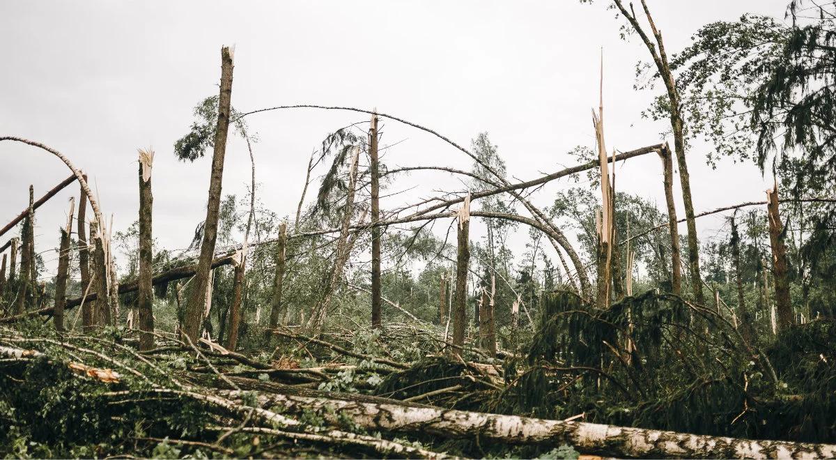 Lasy Państwowe: 90 proc. powierzchni lasów po huraganie stulecia uprzątnięte