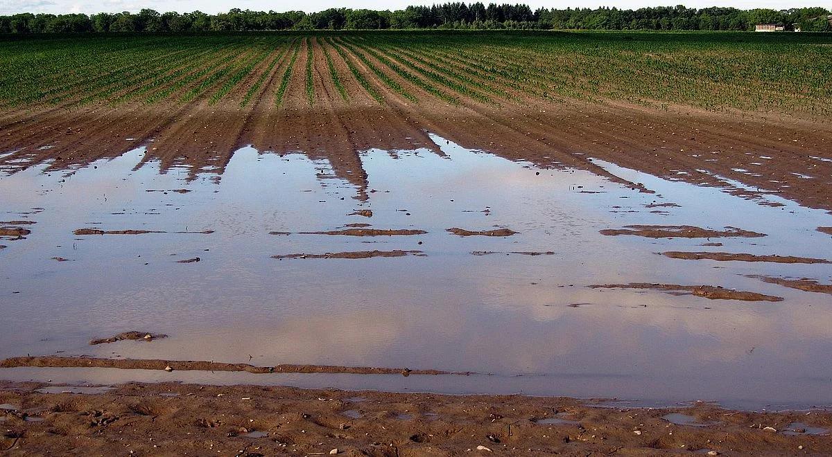 Rolnicy na południu liczą straty po powodziach i zalaniach pól