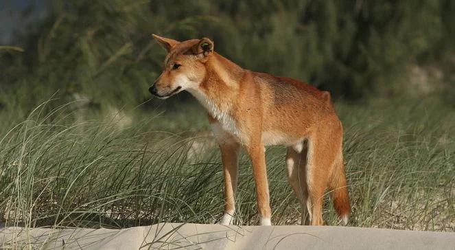 Psy dingo zadziwiły naukowców swoją inteligencją