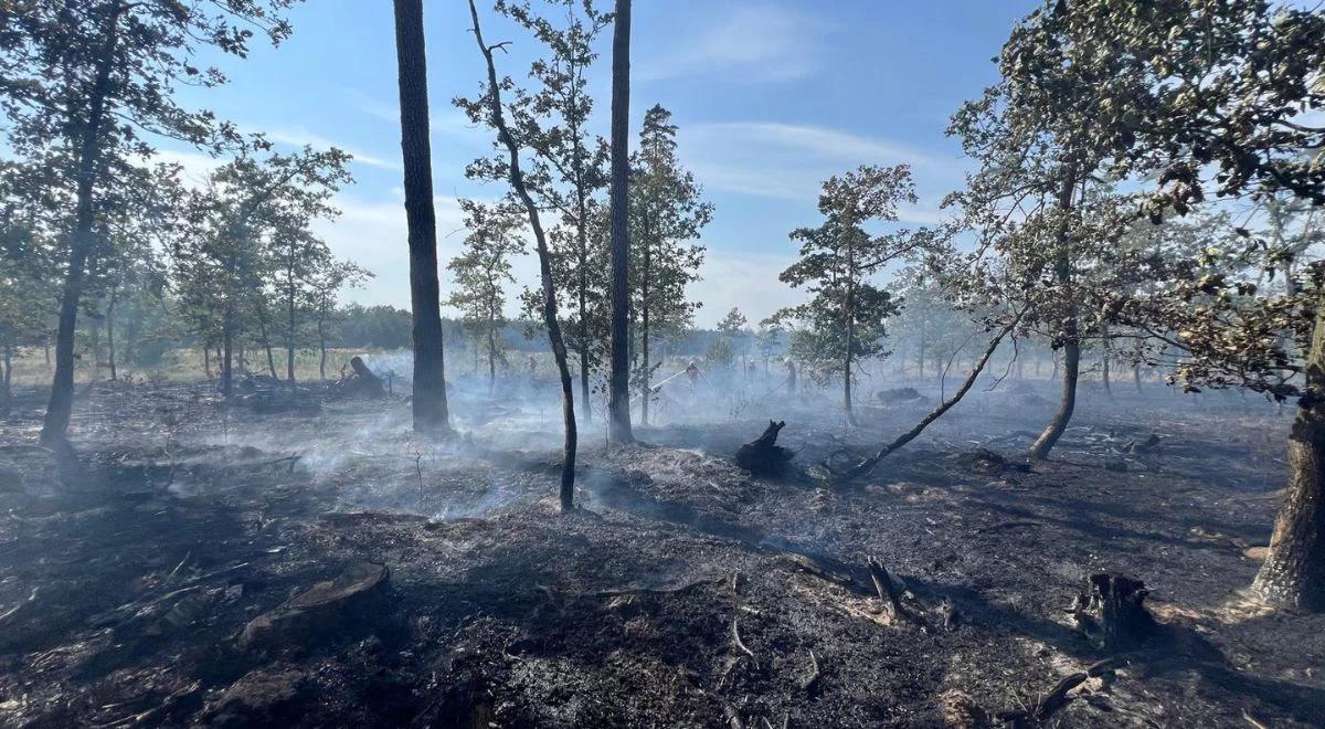 Akcja strażaków nad lasem. Pożar gasili z ziemi i z powietrza